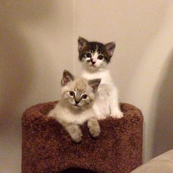 /Images/uploads/Humane Society of Utah/HSUCalendar/entries/822thumb.jpg